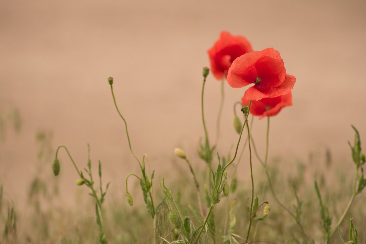 poppy-5261596_1280.jpg